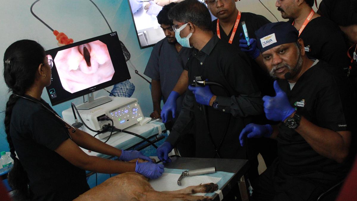 Veterinarians trained in tracheal stent placement for breathing-impaired dogs