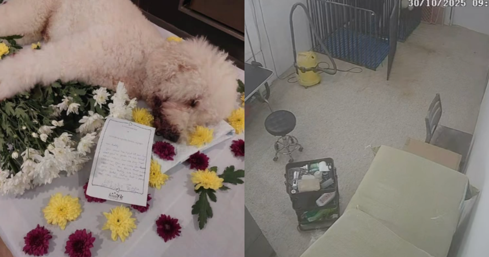 Man faces court over dog's death at Tanjong Katong grooming facility
