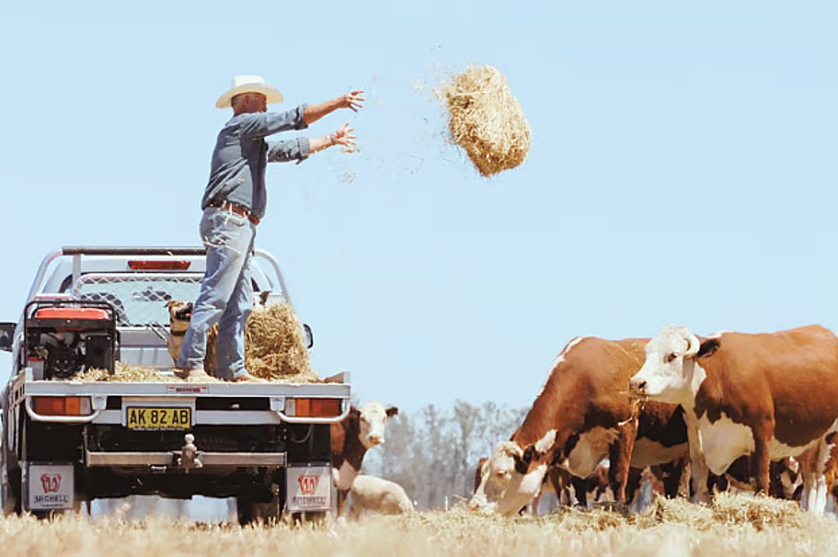 Australia's agricultural visa scheme targeted by sophisticated fraud networks