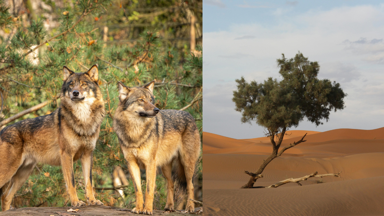 Desert Predators Play Crucial Role in Spreading Saharan Plant Species