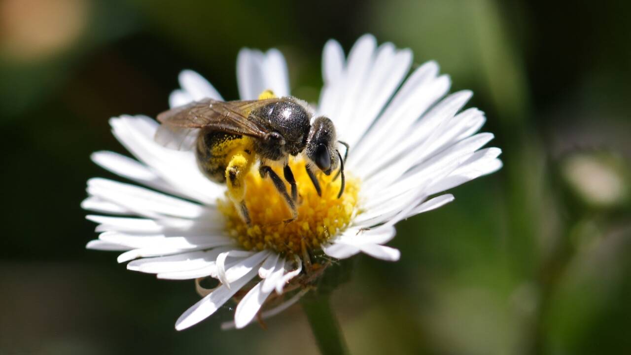 Australian stingless bee honey shows promise against antibiotic-resistant bacteria