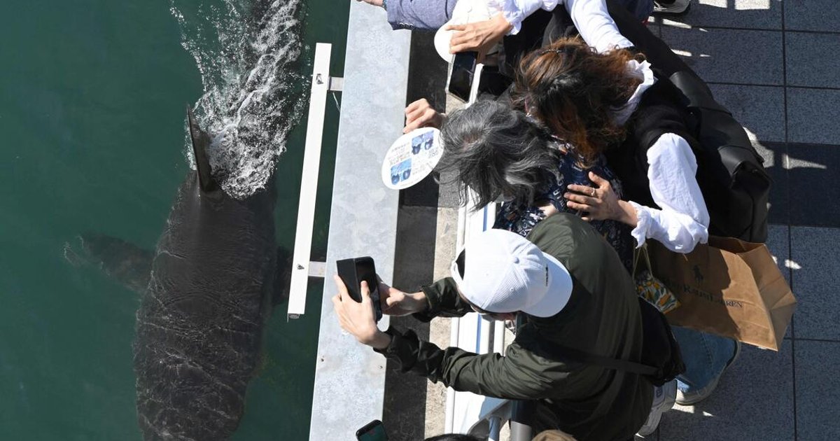 Online volunteers mount night watch over stranded Busan shark