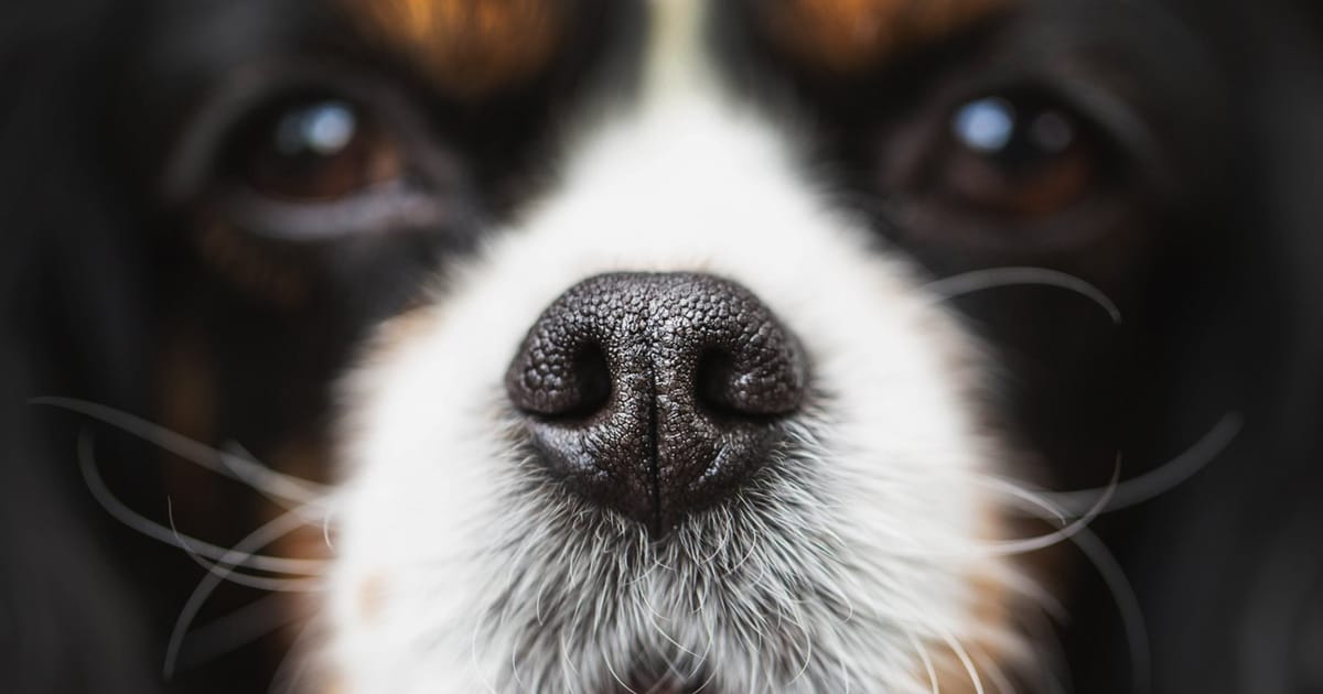 Anjing terlatih bantu saintis kesan kanser melalui teknologi AI