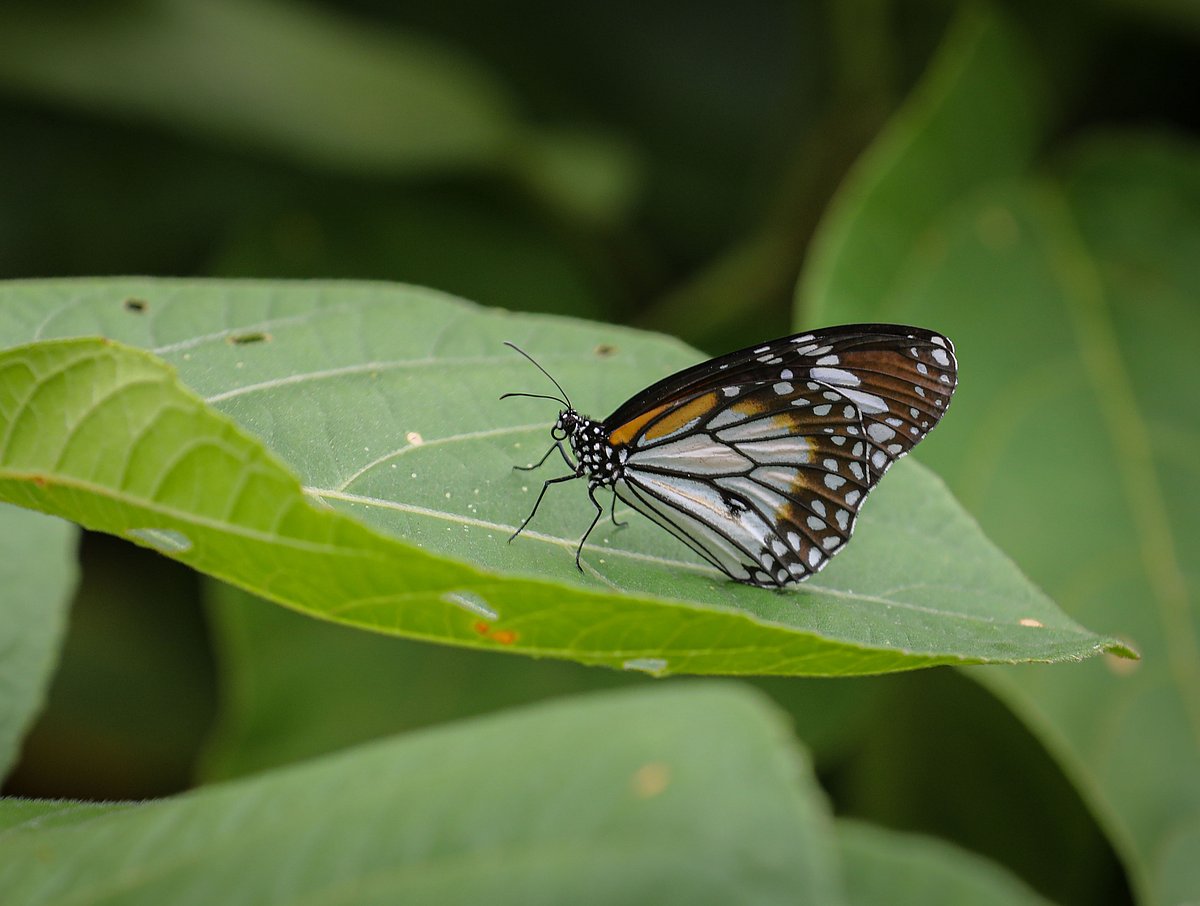 Kochikhali emerges as scenic natural destination in Sundarbans