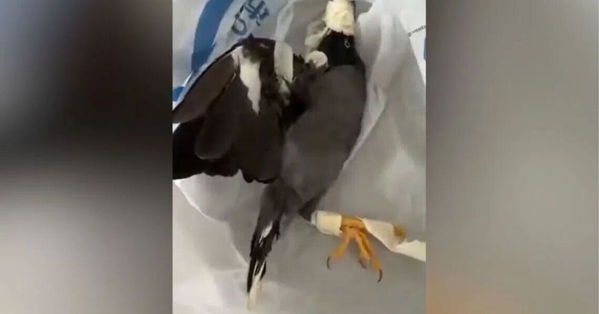 NParks probes video of restrained bird amid animal welfare concerns