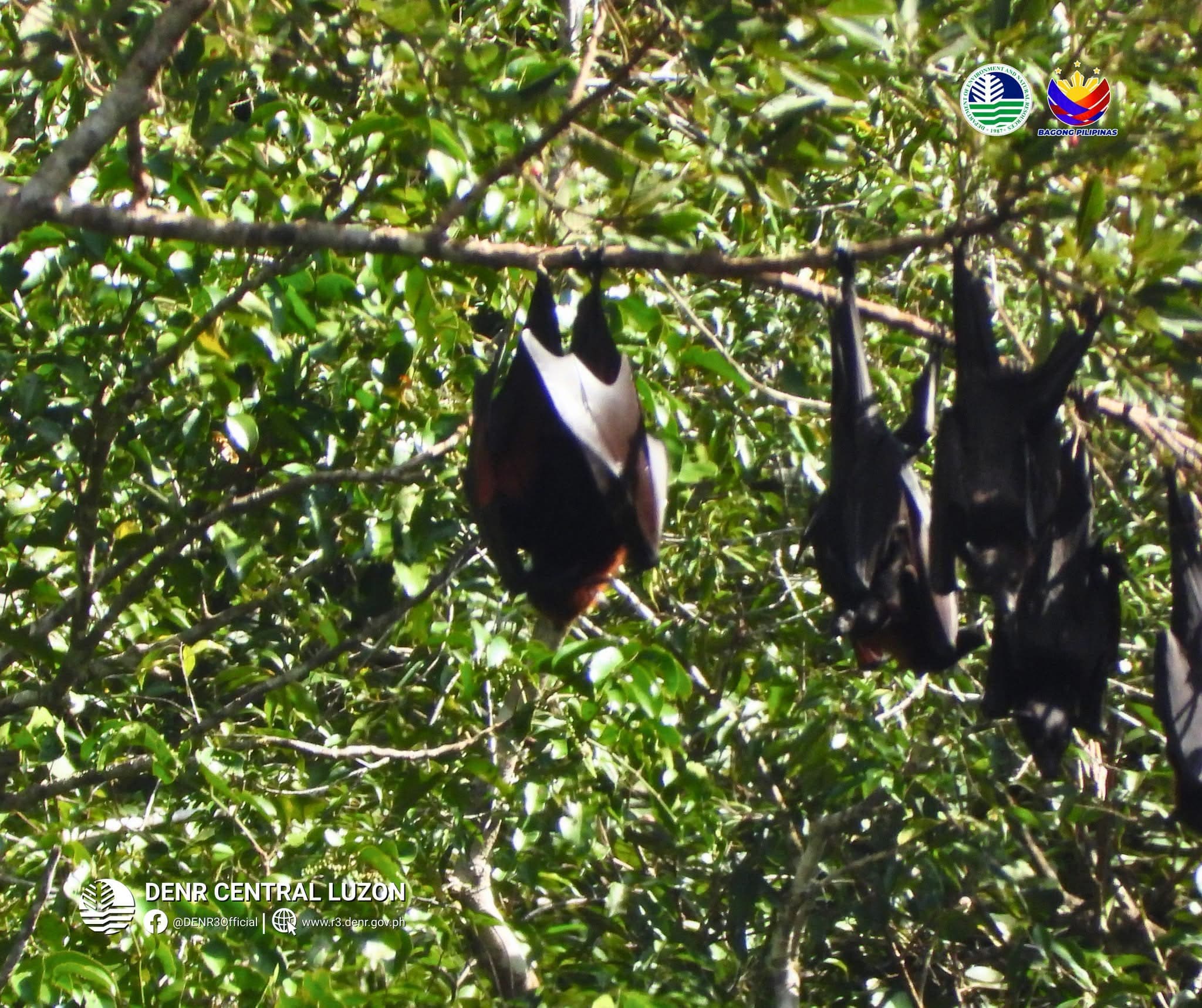 Over 8,000 endangered fruit bats found in Aurora forest reserve