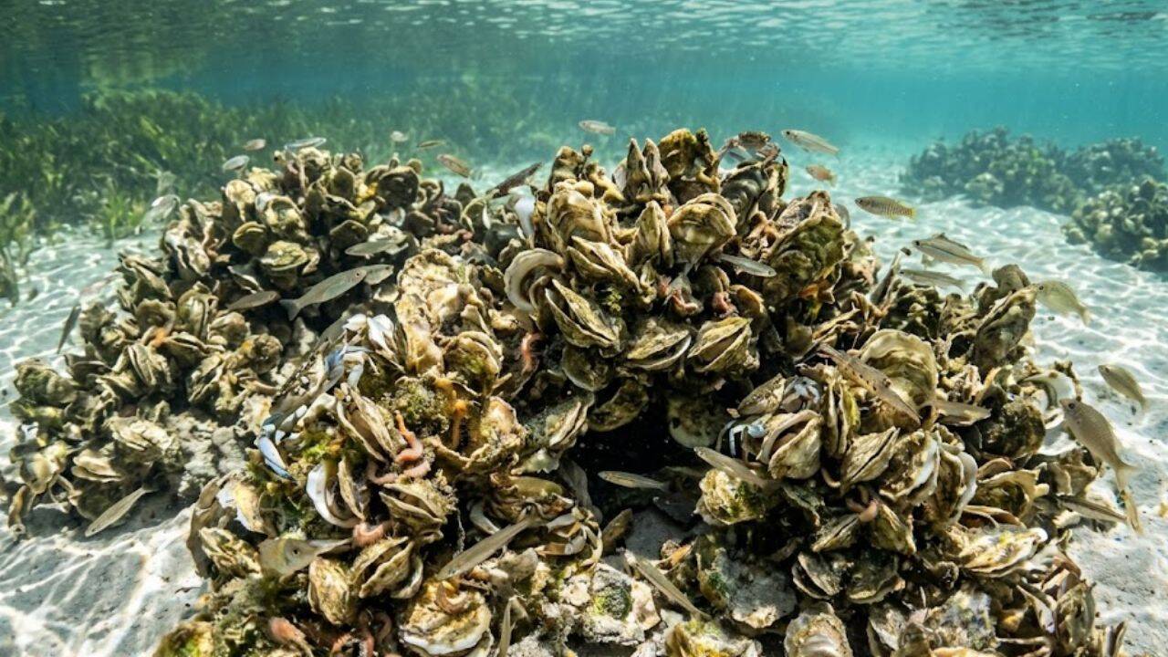 Florida oyster reef restoration shows rapid marine ecosystem recovery