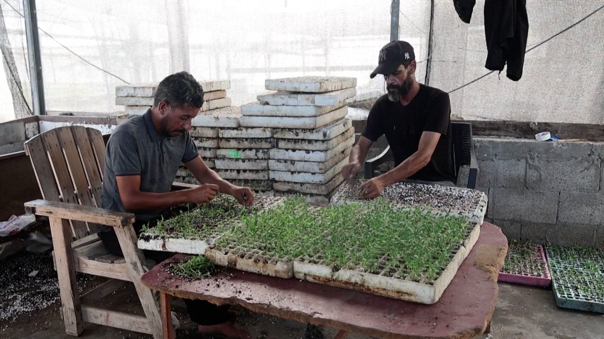 Gaza farmers work to rebuild seed bank amid conflict aftermath