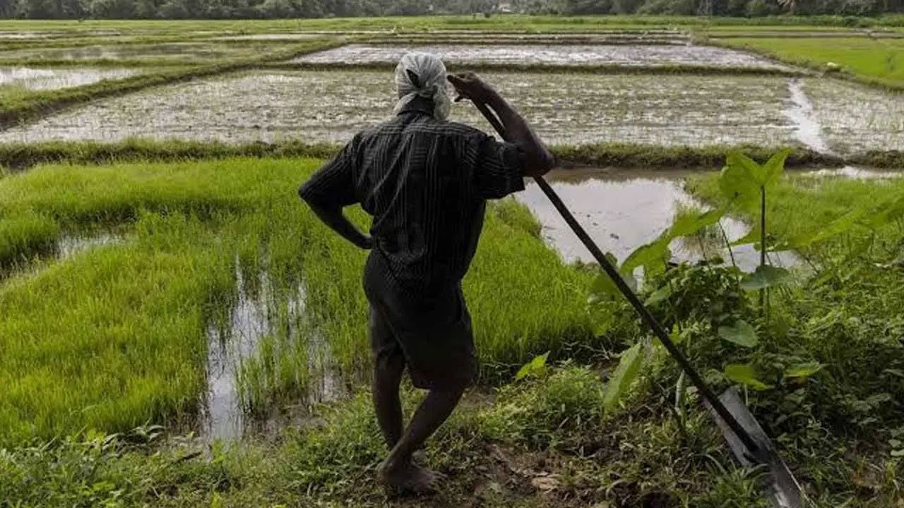 Sri Lanka to announce Maha cultivation decision by mid-September