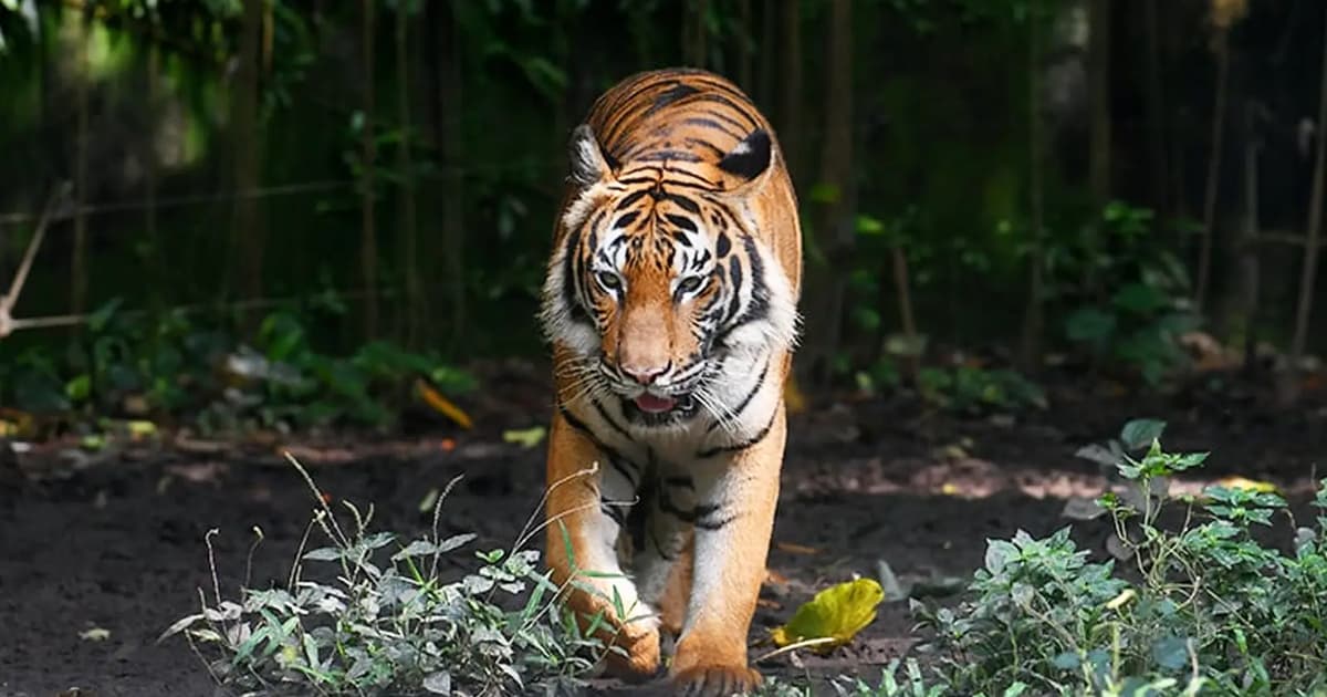 Malaysia's Tiger Population Shows Signs of Recovery Following Conservation Push