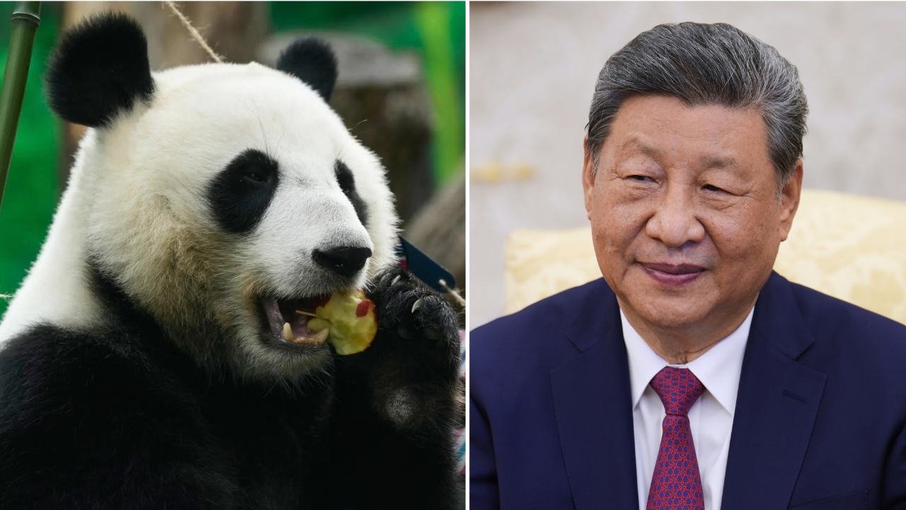 China gifts pair of giant pandas to Atlanta Zoo in diplomatic gesture