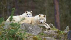 Child critically hurt after wolf attack at German wildlife facility