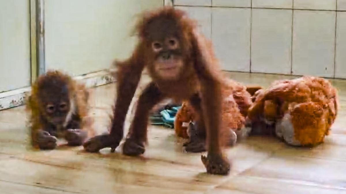 Odisha sets up expert panel to oversee care of five rescued orangutans