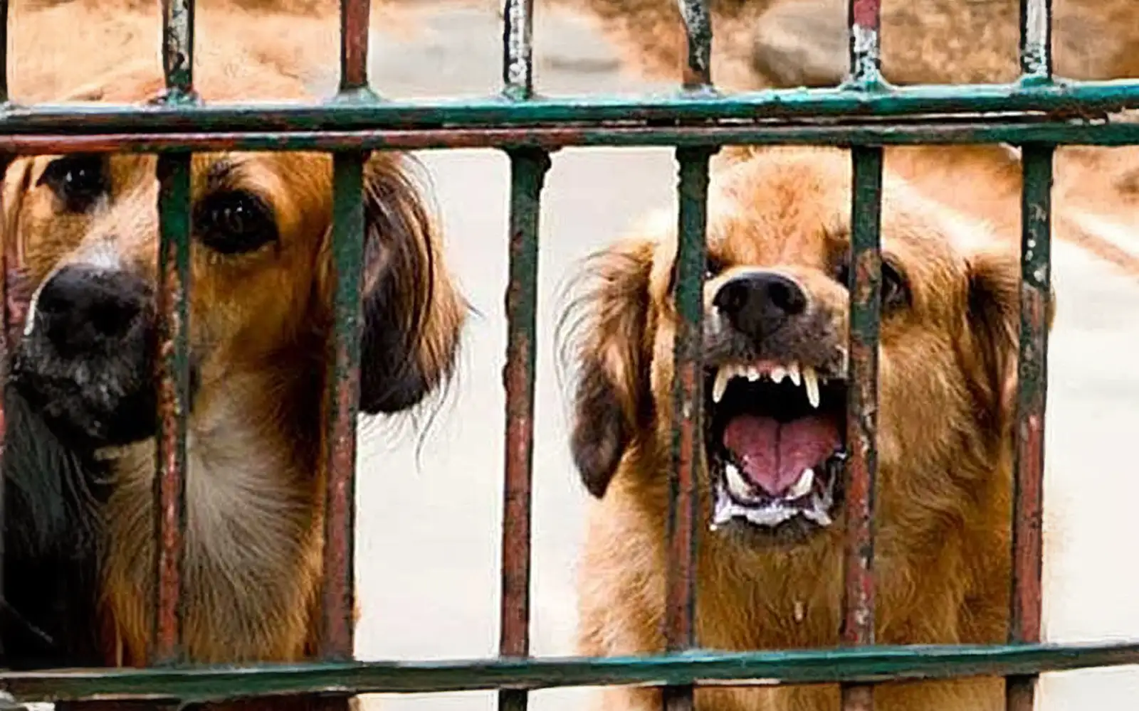 Tujuh Kematian Akibat Jangkitan Rabies Direkodkan Setahun Ini