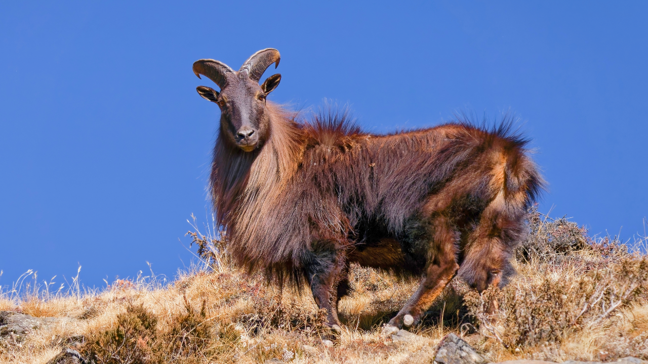 Himalayan tahr introduced to New Zealand a century ago now pose ecological threat