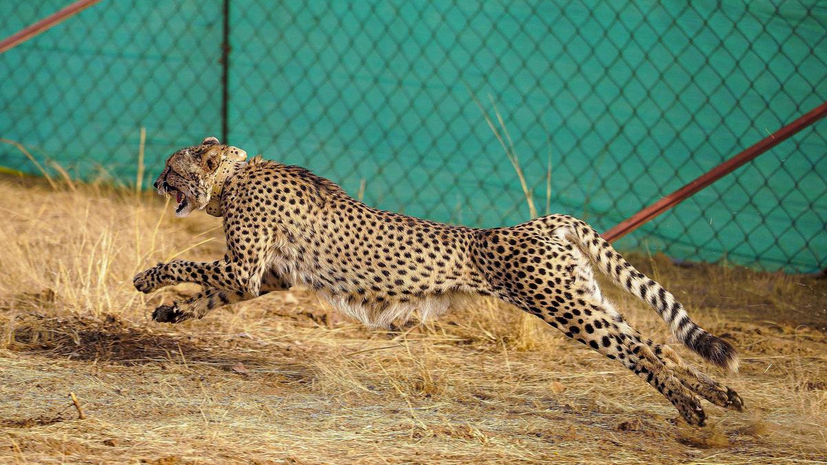 Namibian cheetah dies at Kuno National Park during medical care