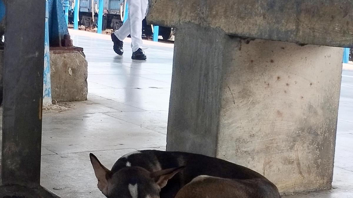 Stray dog menace at Kozhikode railway station sparks safety alarm