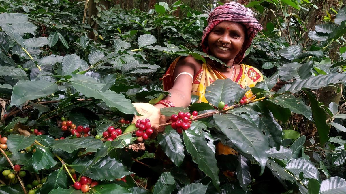 Odisha's Koraput coffee brews global spotlight at BRICS Summit