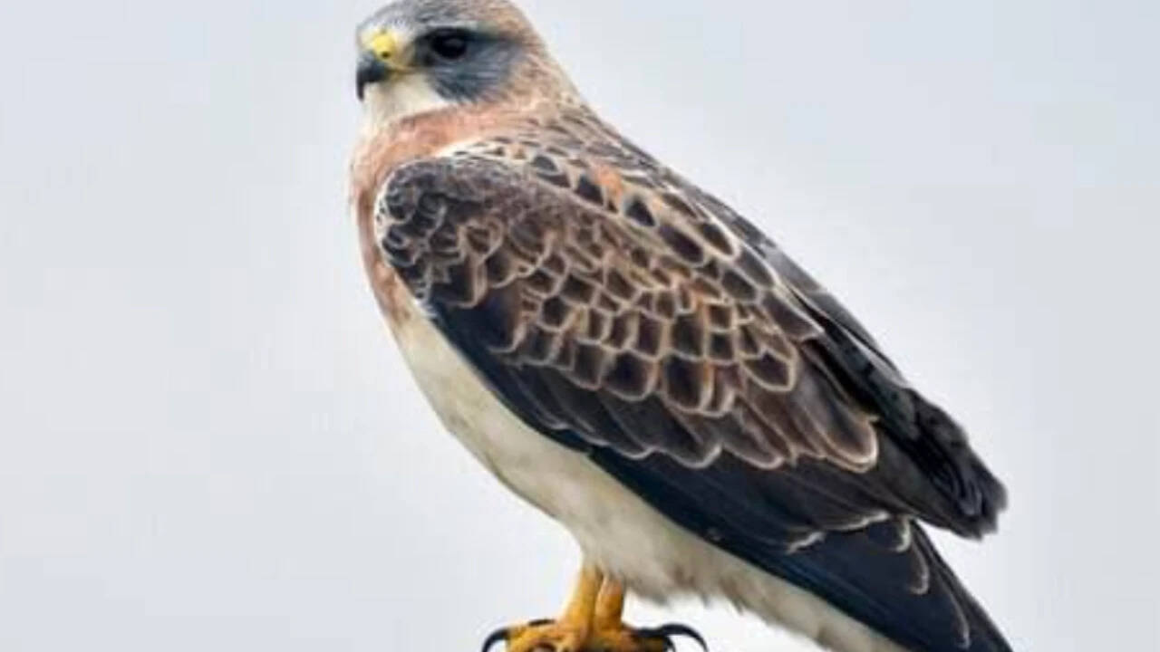California habitat restoration brings back rare hawk species after three decades