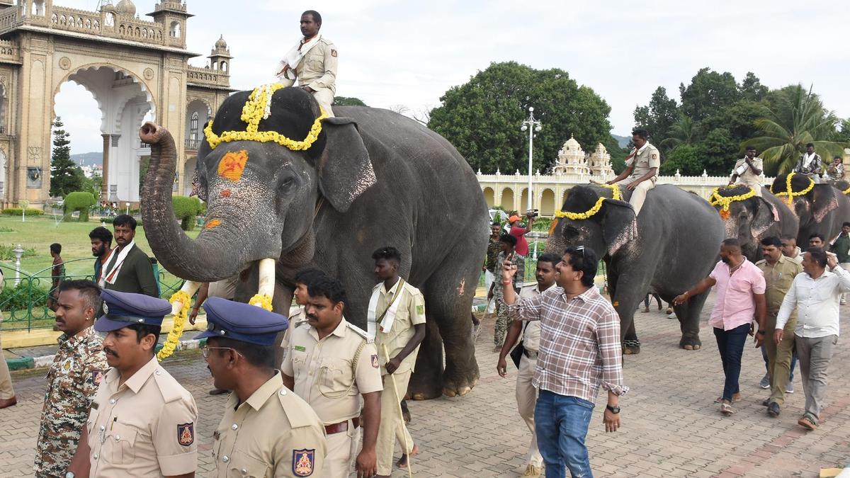 Second contingent of Dasara elephants reaches Mysuru Palace