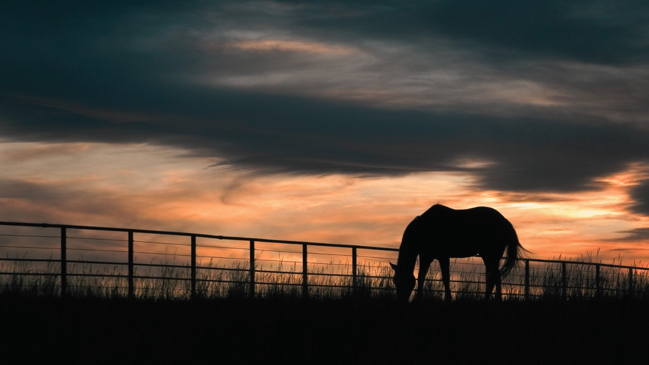 Florida approves $12.9m deal to protect sprawling ranch from development