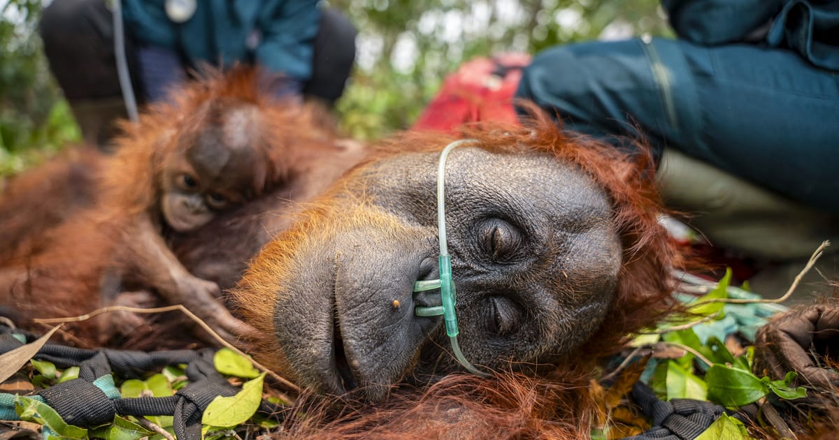 Indonesian wildfires threaten half of Borneo's endangered orangutan population