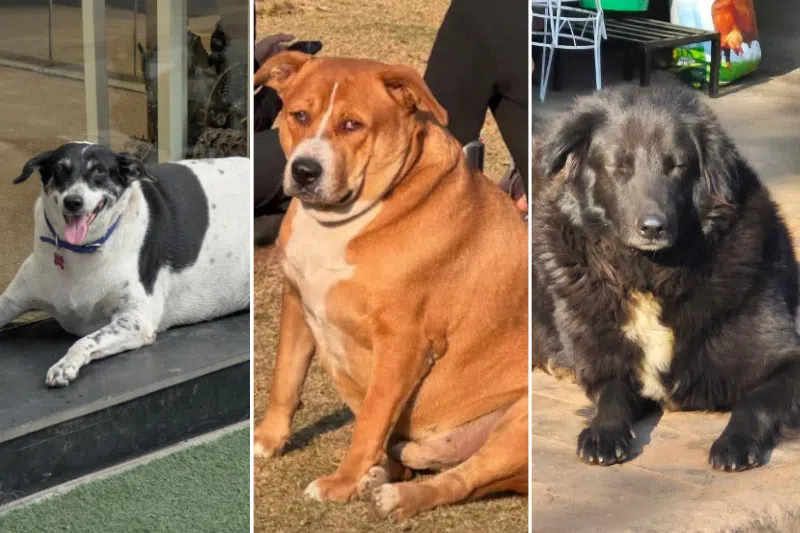 Delhi's plump street dogs compete in Instagram contest for crown