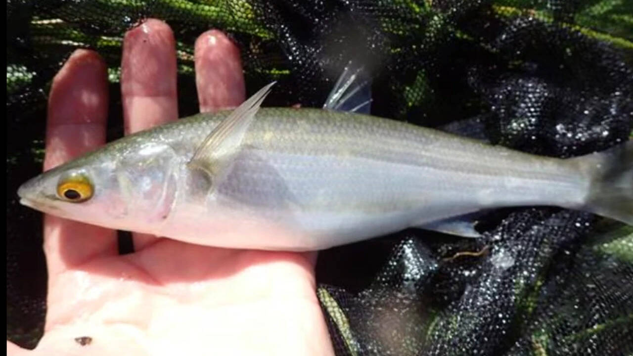 Wetland Recovery Drives Fish Species Boom After Invasive Weed Removal