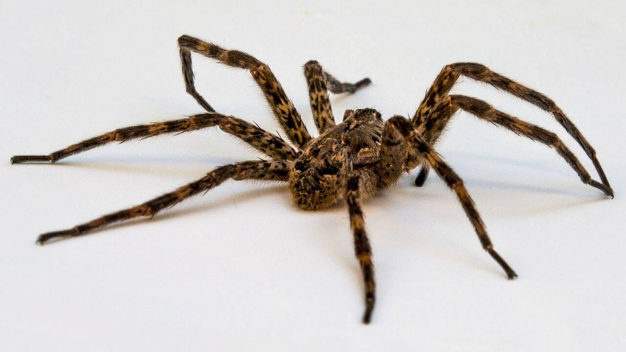 Spider Stomach Contents Offer Window Into Local Ecosystem Health