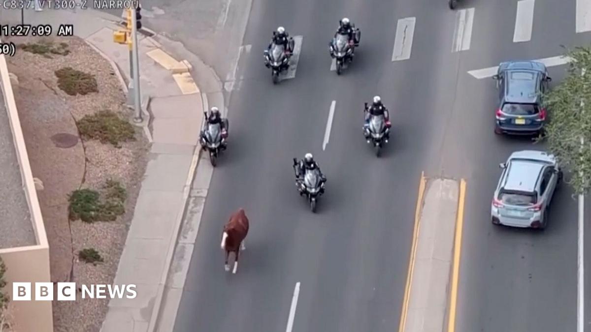 Police on motorbikes corral escaped horse before New Mexico parade