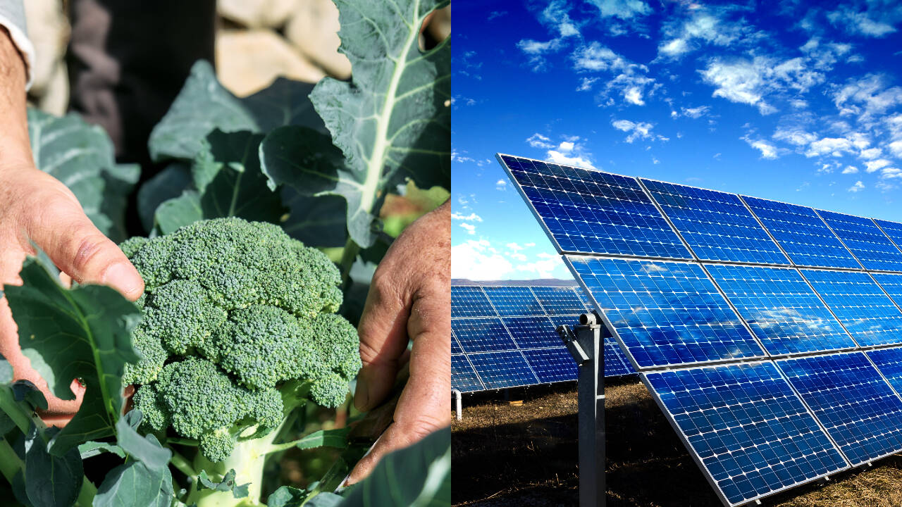 Scientists develop magenta solar panels to boost plant photosynthesis