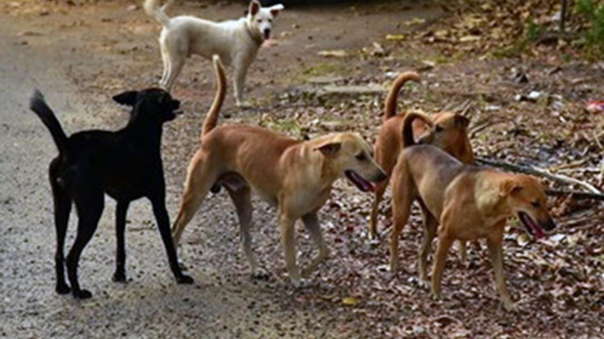 IIT Hyderabad faces scrutiny over dog deaths, student welfare concerns