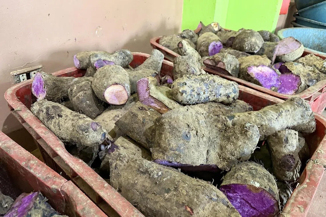 Philippines bans purple yam exports indefinitely to meet domestic demand
