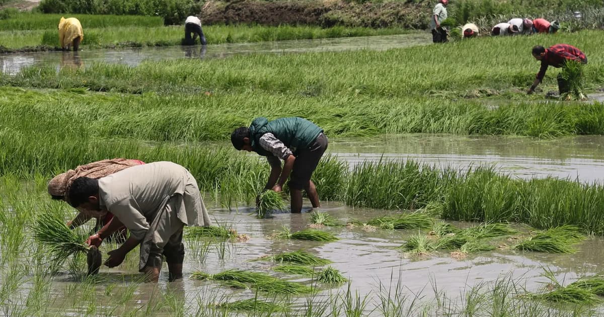 India's rice harvest set for steepest decline in two decades
