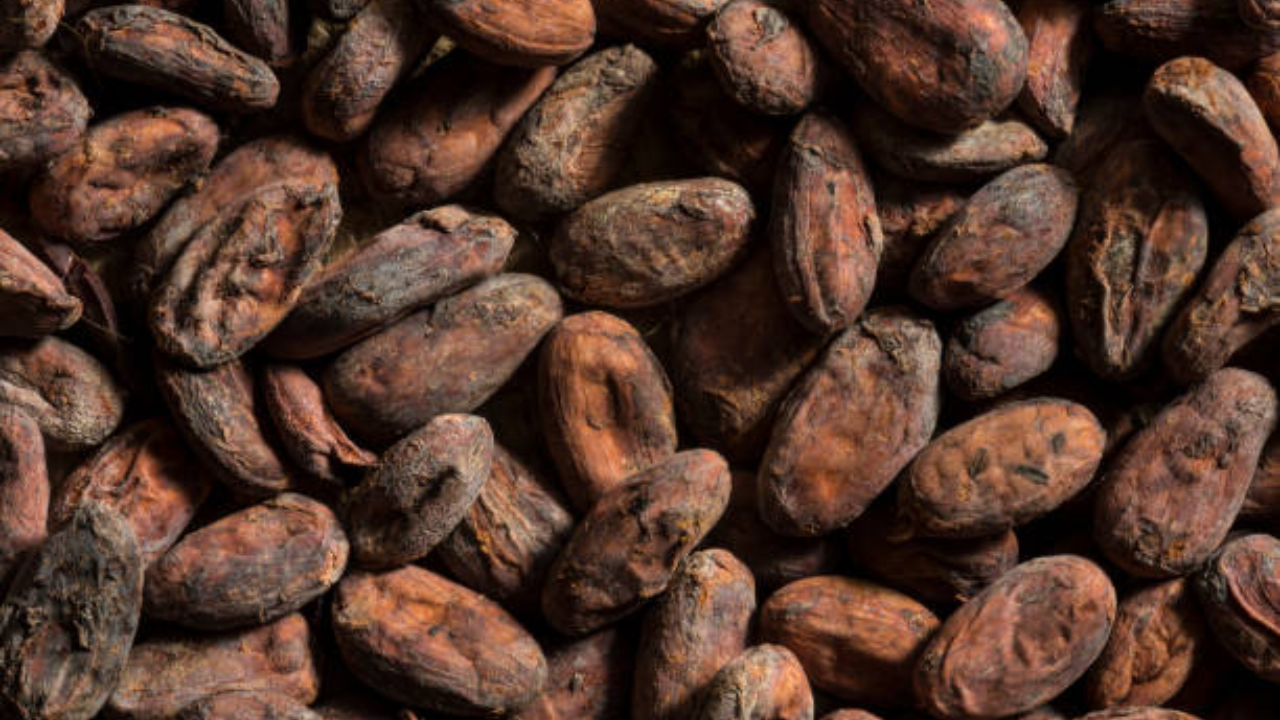 Ancient pottery reveals cacao trade networks crossed continents millennium ago