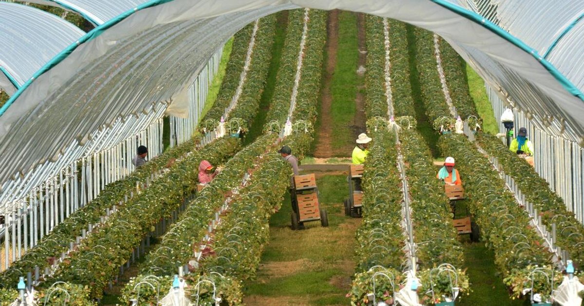 Australia's migration crackdown threatens labour shortages across key sectors