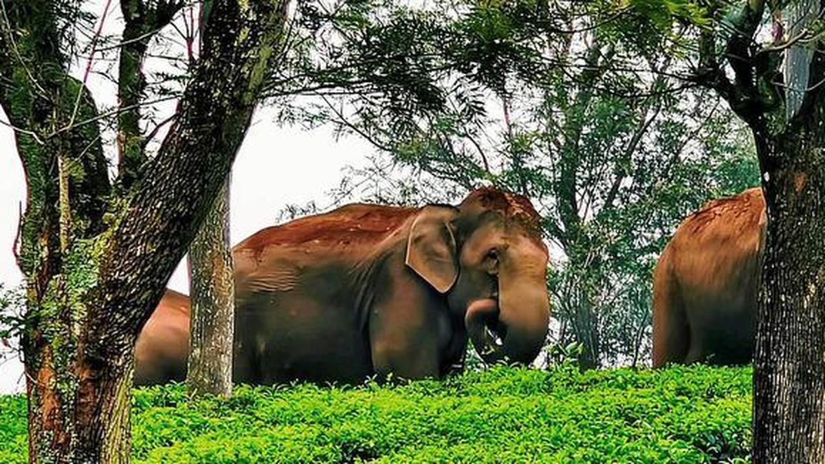 Kerala forest officials launch operation to capture rogue elephant KM-1