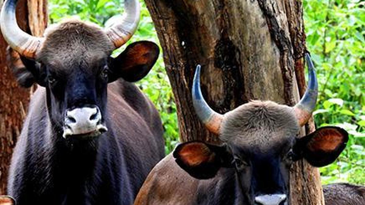 Kerala man fatally gored by wild gaur during animal control operation