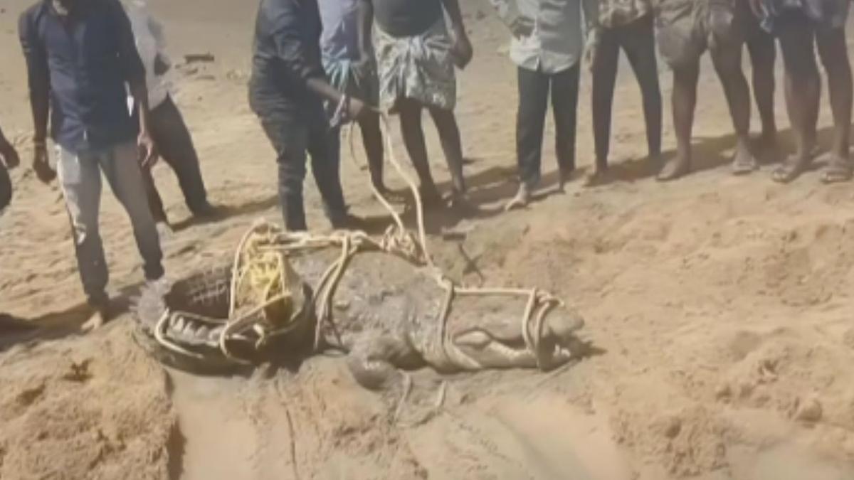 Kurnool villagers attack crocodile stranded by receding Tungabhadra