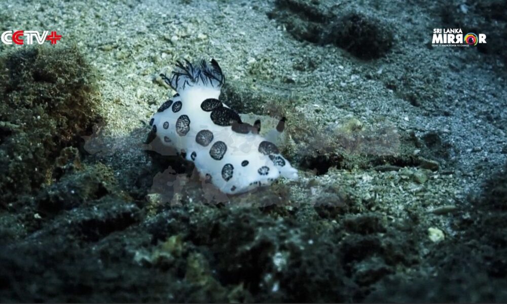 Tropical Marine Sanctuary off Hainan Revives Rare Species