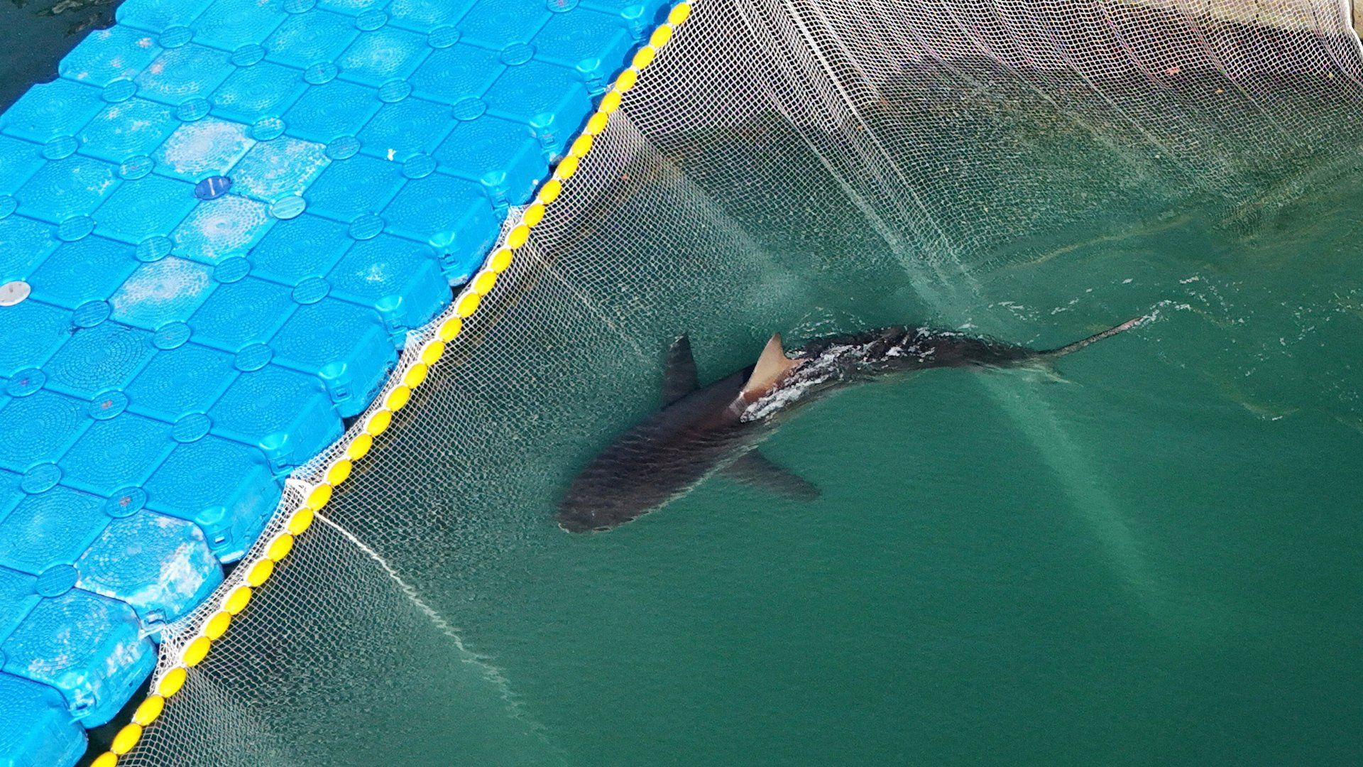 Endangered shark returns to South Korean canal despite rescue efforts