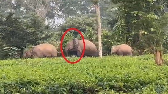 असम के चाय बागान में ट्रैक्टर के टायर से फंसा जंगली हाथी मिला