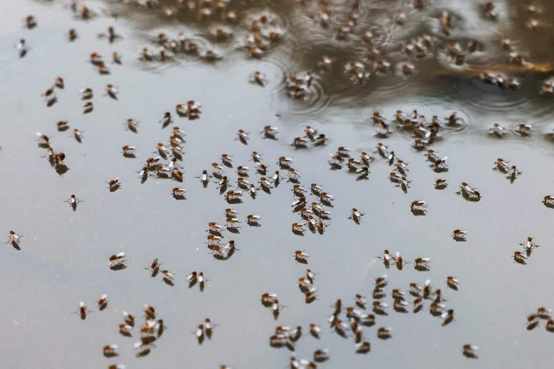 Bangladesh battles surging dengue cases as healthcare system strains