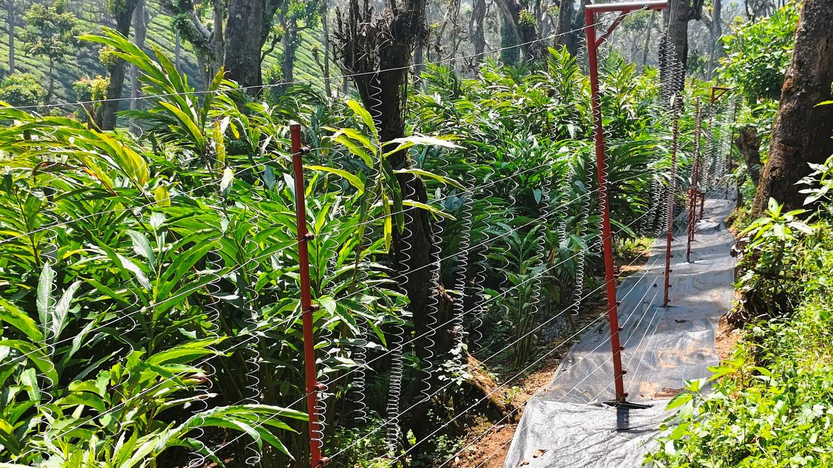 Kerala removes barriers to restore elephant corridors in Chinnakkanal