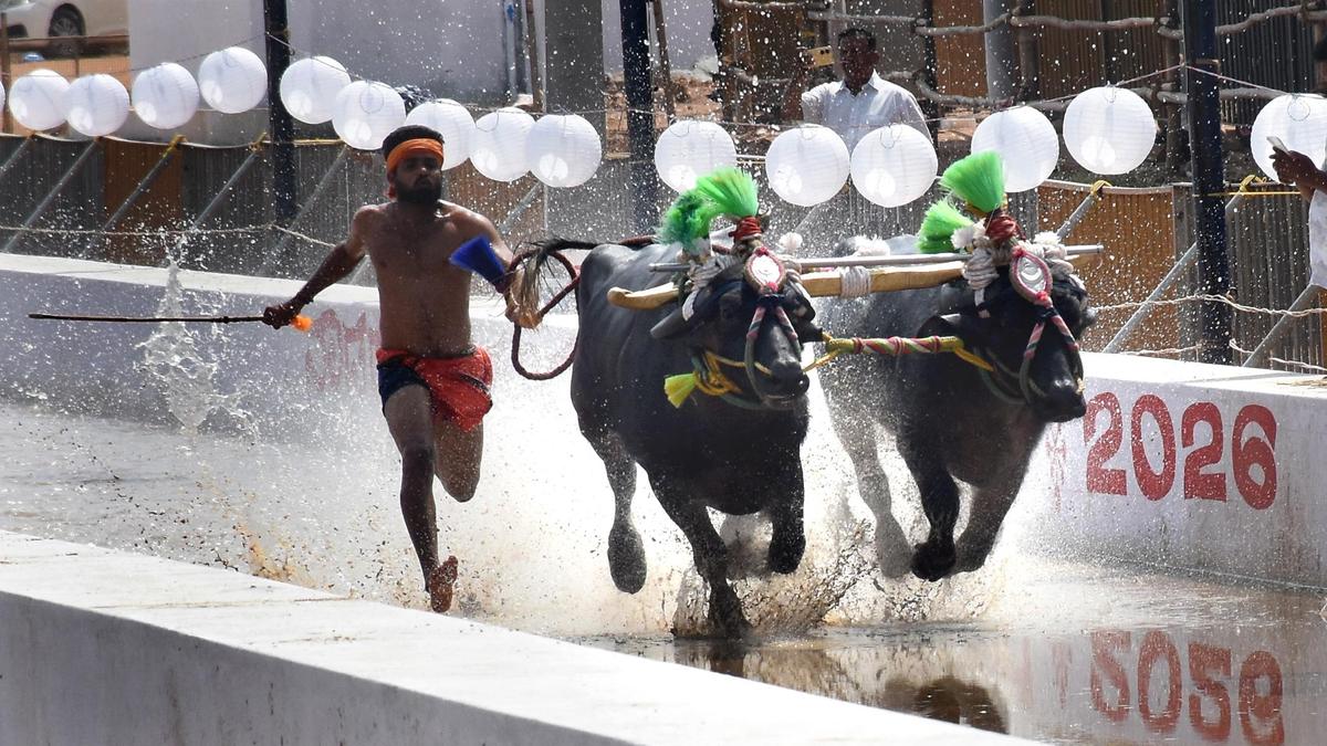 150 buffalo pairs to compete in Mysuru Dasara kambala races