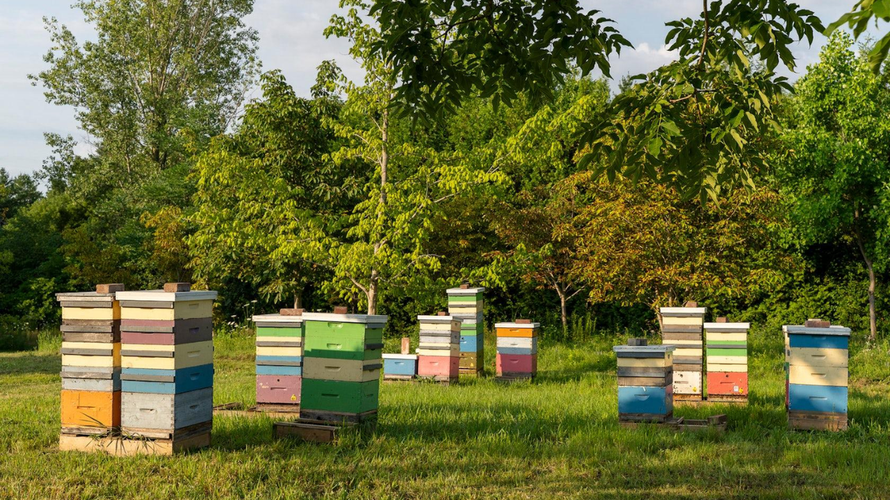 Small Canadian conservation group donates forest reserve for bee research