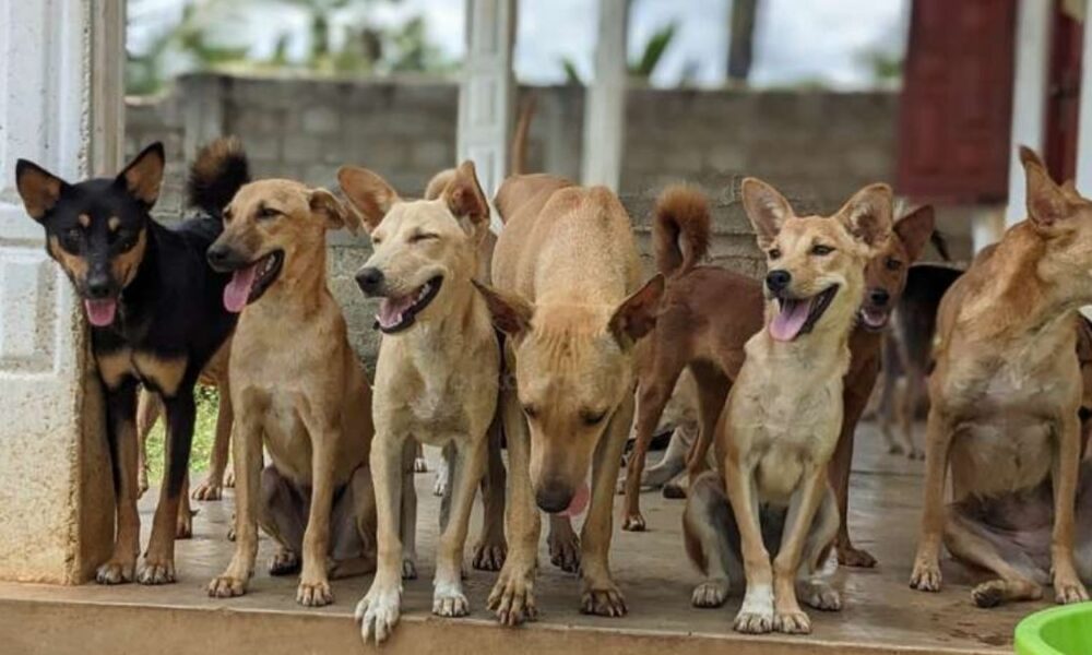Sri Lanka gazettes bill requiring annual dog registration nationwide