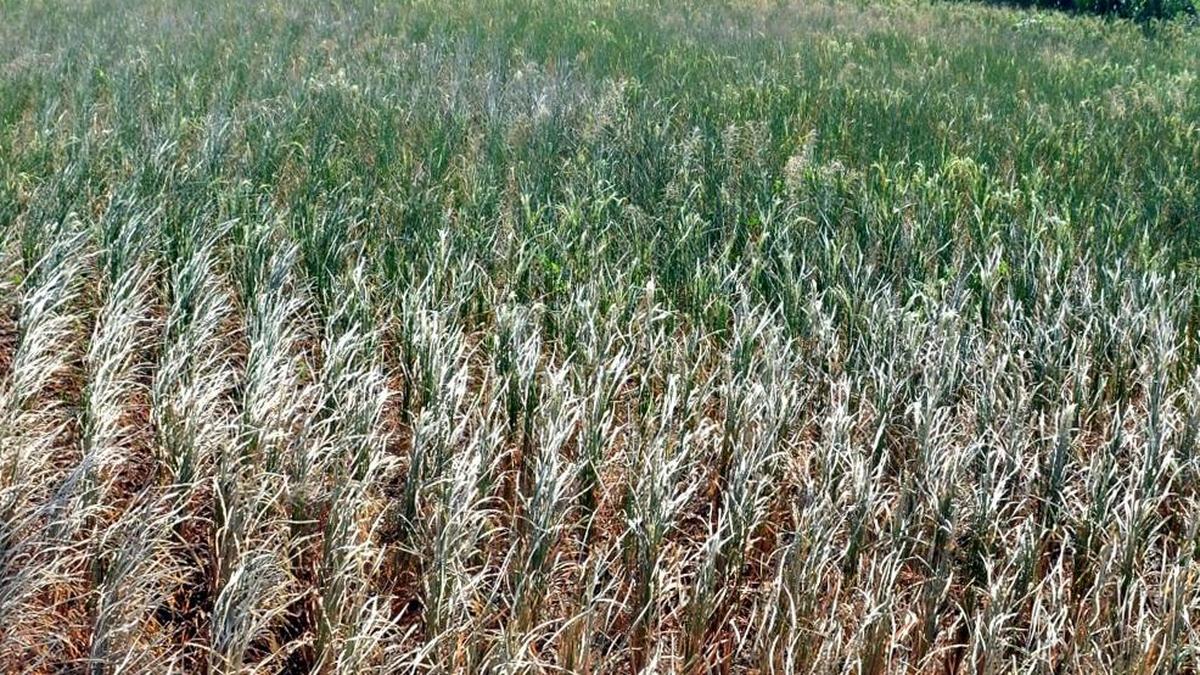 एल नीनो का संकट कोविड जैसा गंभीर: तेलंगाना सीएम