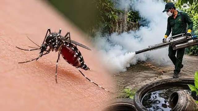 Dengue cases surge past 8,000 mark in early August
