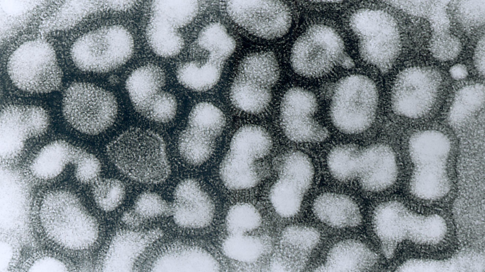 Mutated flu virus triggers early season surge across United States
